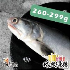 台灣野生午仔魚-260/299g